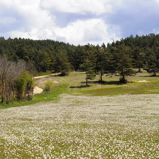 Champ au bord du sentier du Mazet_4