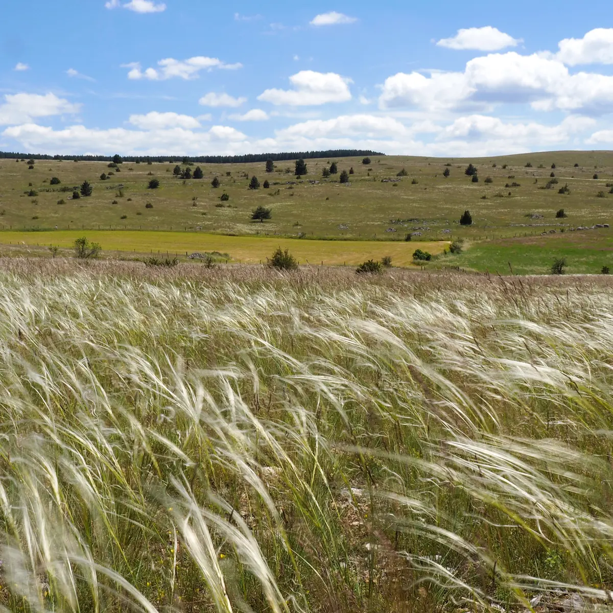 Causse de Sauveterre