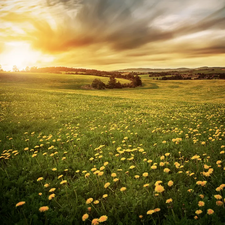 Champ sur le Causse_3