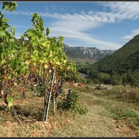 Domaine du Vieux Noyer