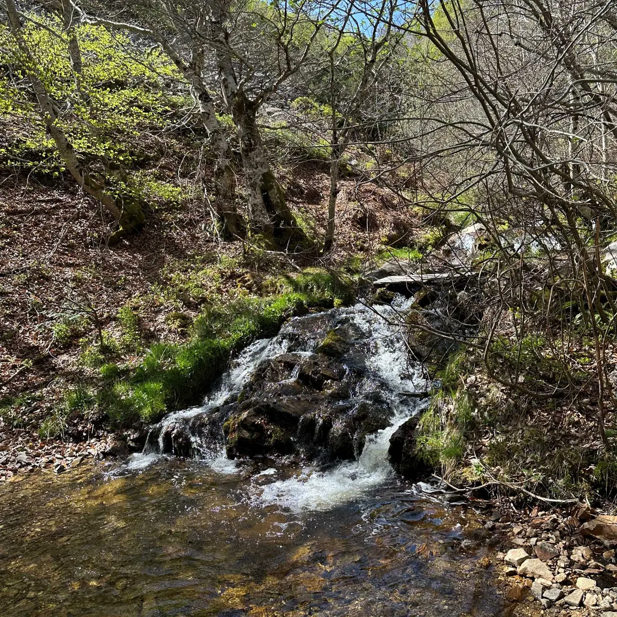 Boralde du Taillat._2