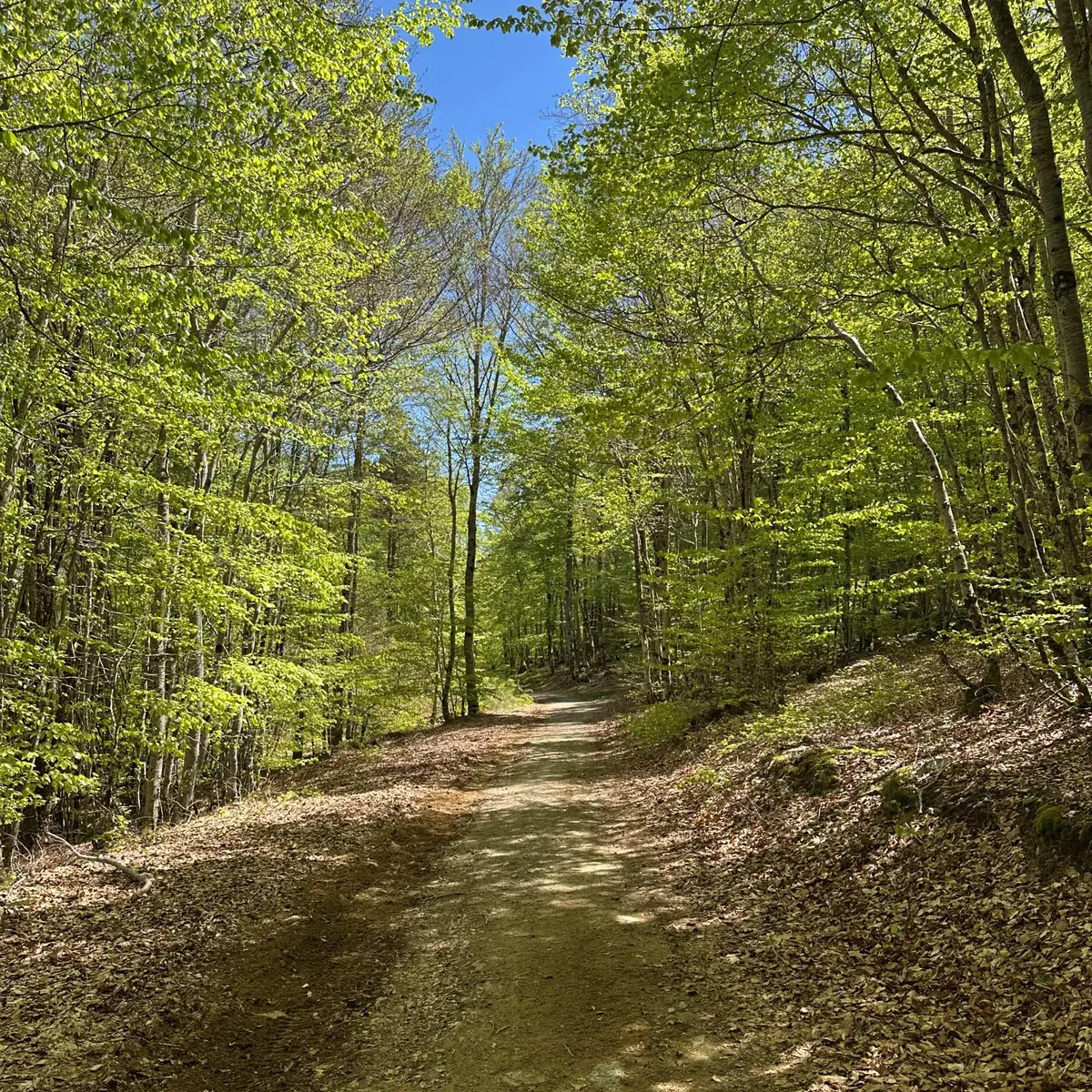 Bois de hêtres au dessus de Pierrefiche._4