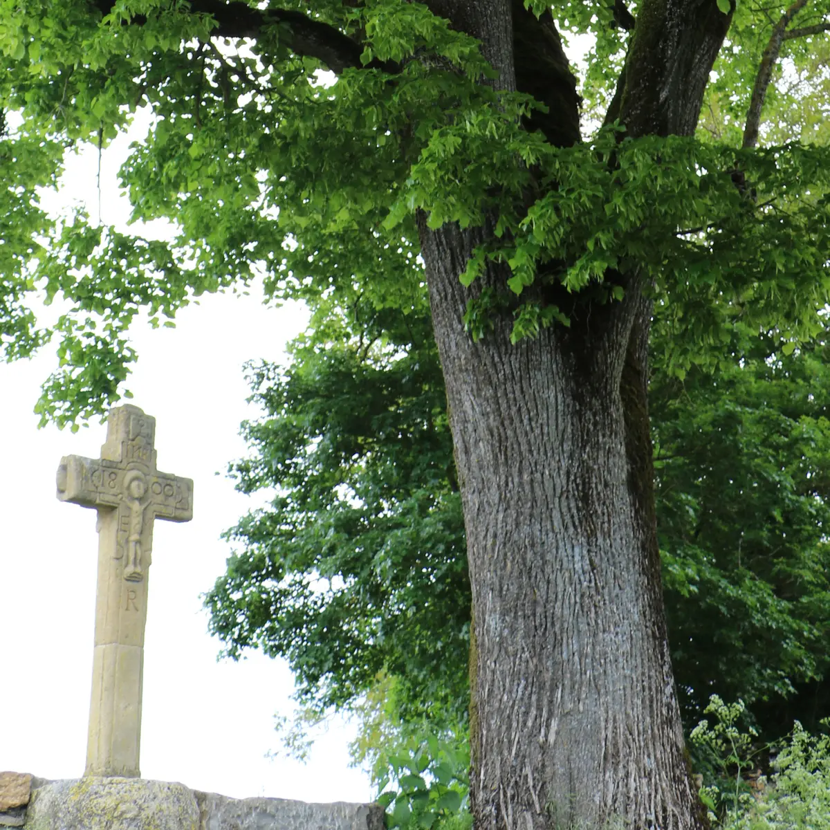 Tilleul et croix au Montet_4