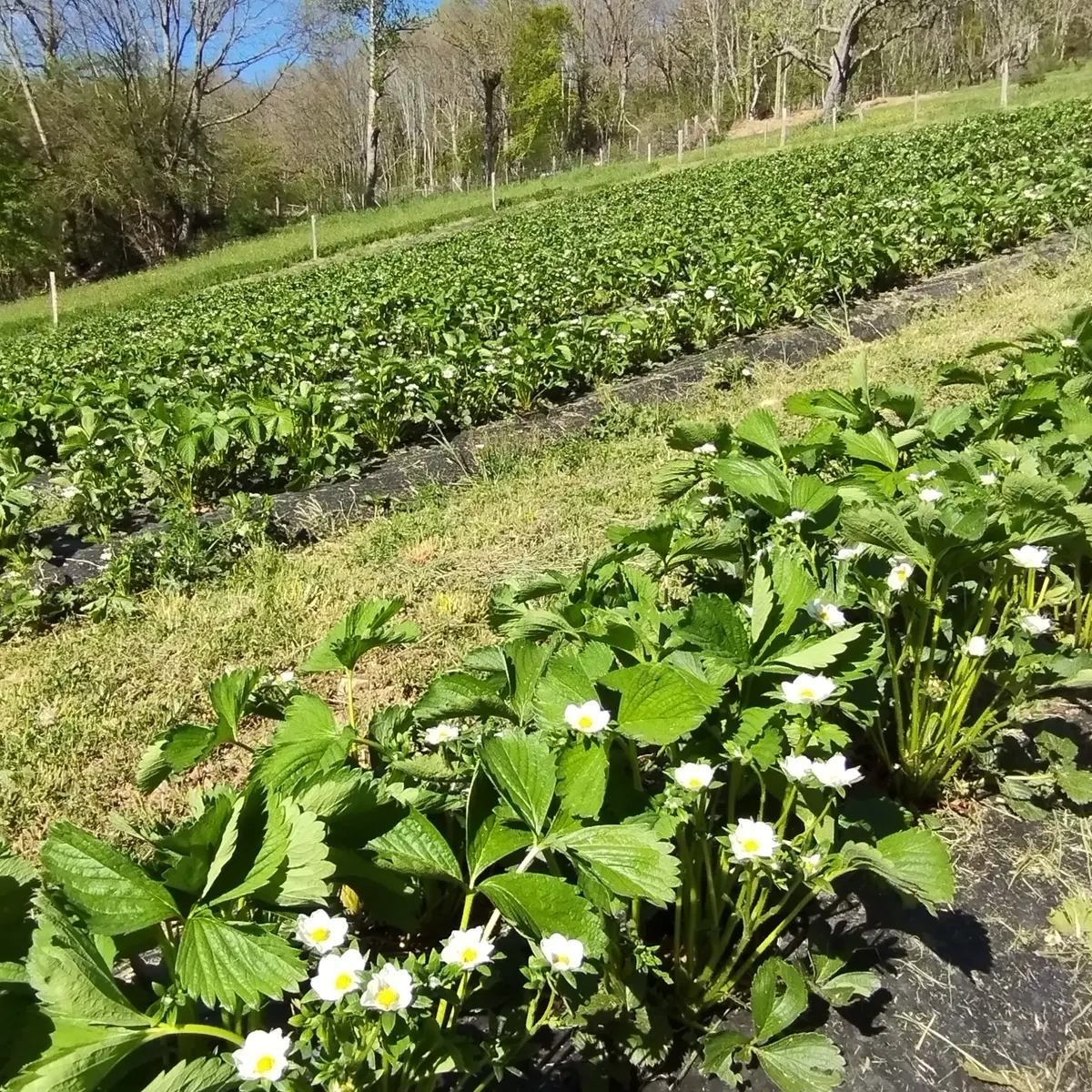 Aire de camping car La Coste