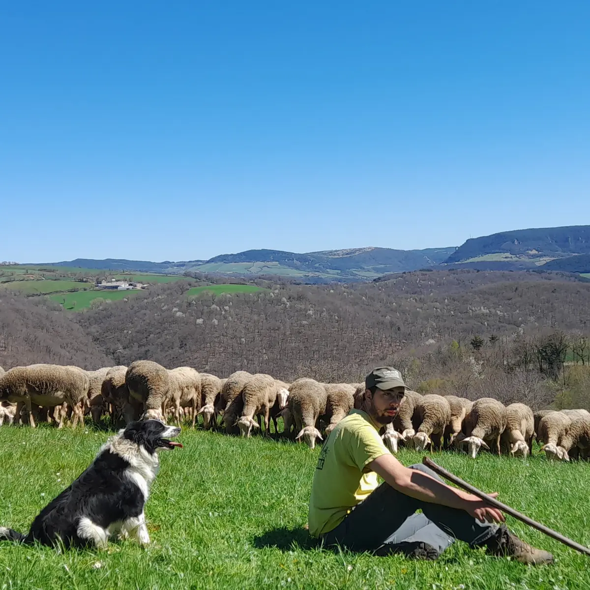 Sortie des brebis Daballade (48)