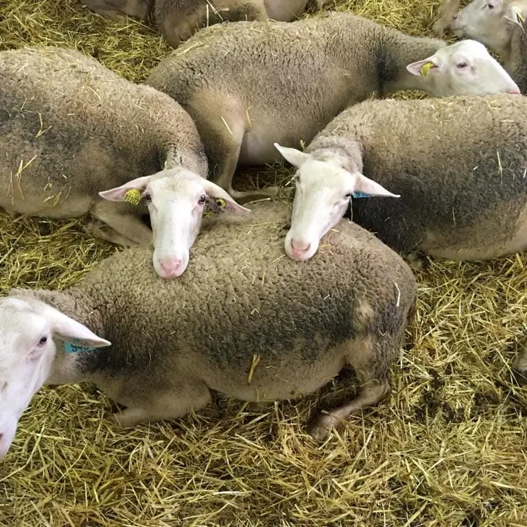 Visite de ferme Hyelzas