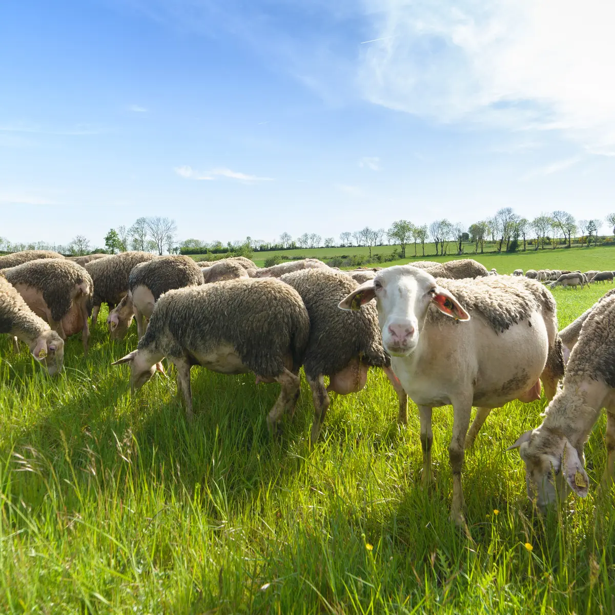 Brebis dans un champ sur le causse de sauveterre_1