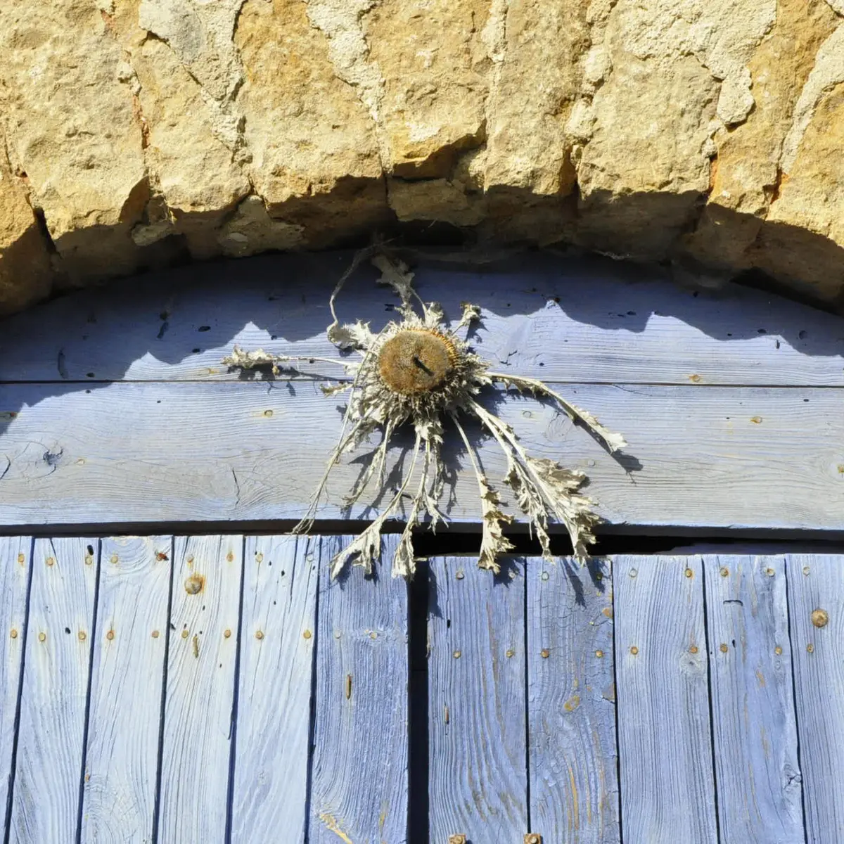 Chardon sur une porte_4