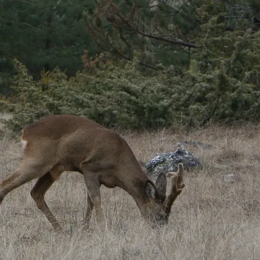 Chevreuil en velours_3