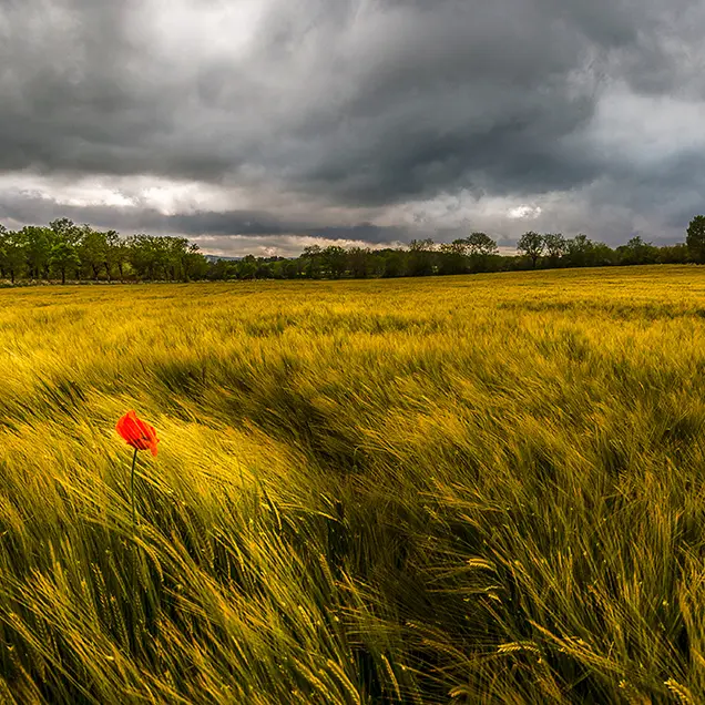 Champ de blé sur le Causse_3