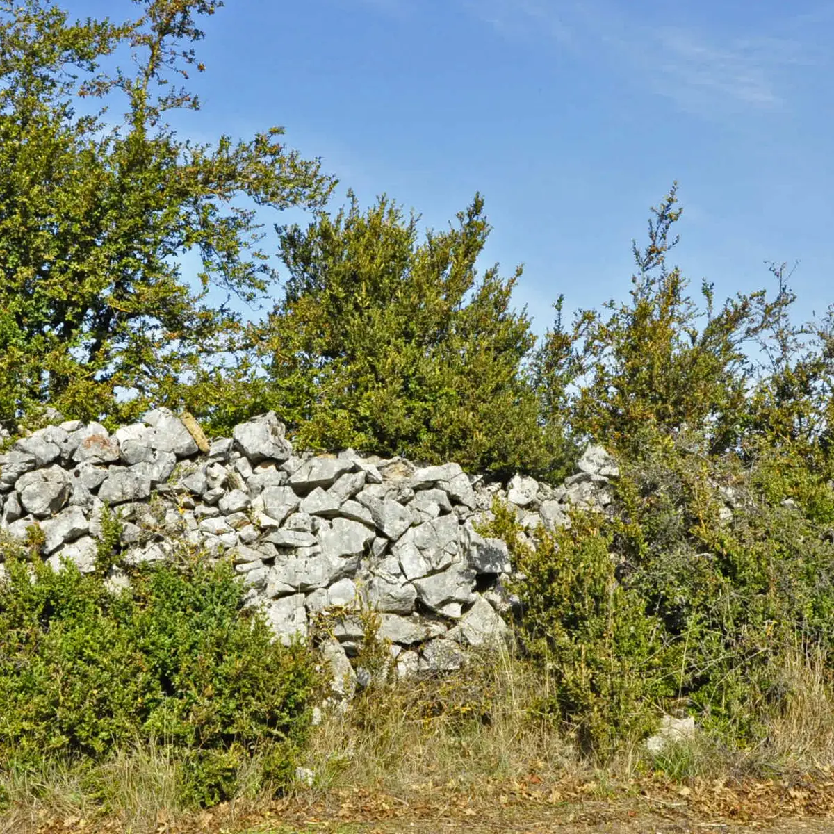 Un clapas (amoncellement de pierres)_3