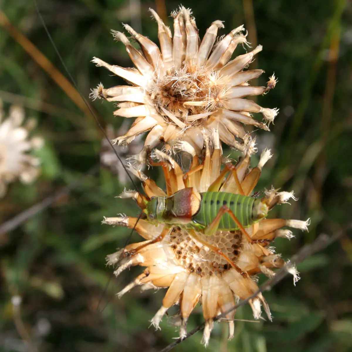 Criquet randonnée la Tieule_1