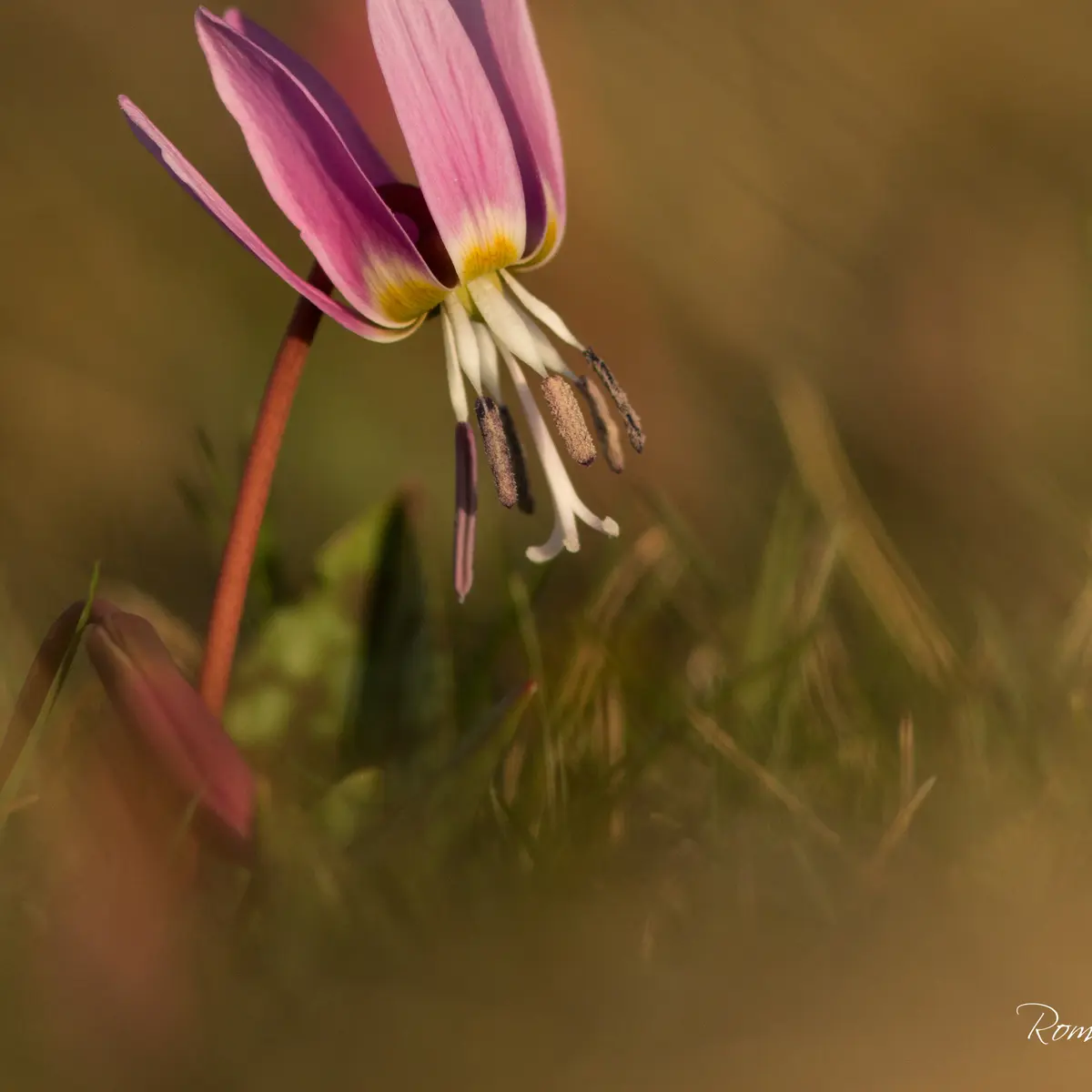 Erythrone sur le Causse_3