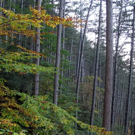 Forêt domaniale de pins noirs d'Autriche_2