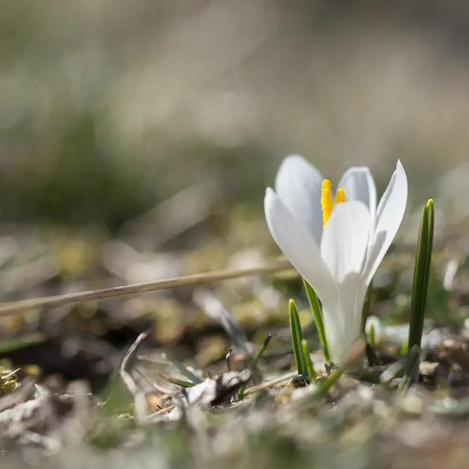 Fleur vallée du lot_4