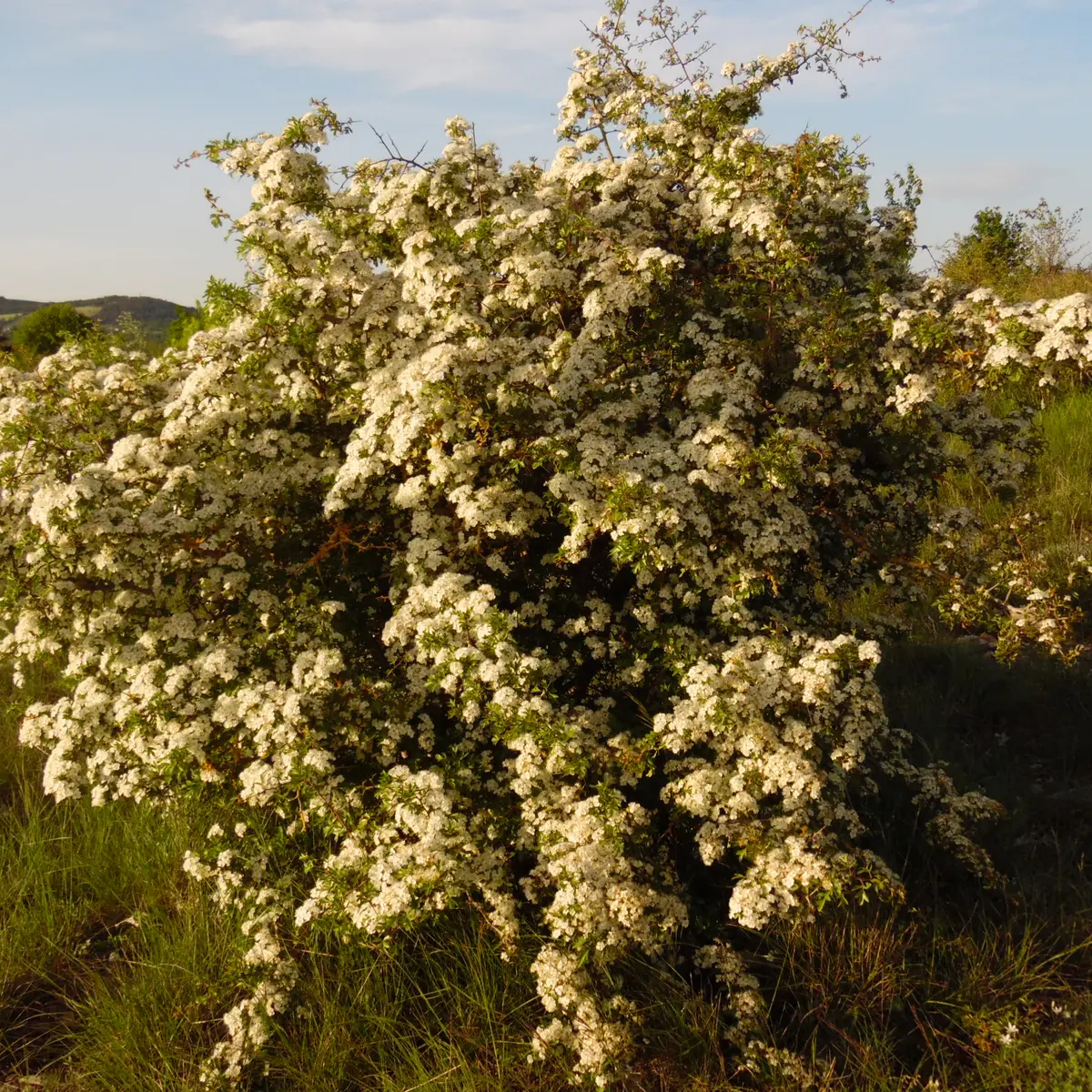 Paysage, les Aubépines_2