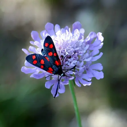 Papillon randonnée du garde_4
