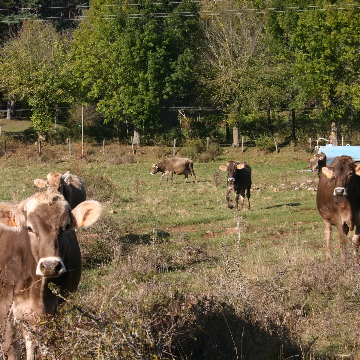 Aire naturelle du Bouquet