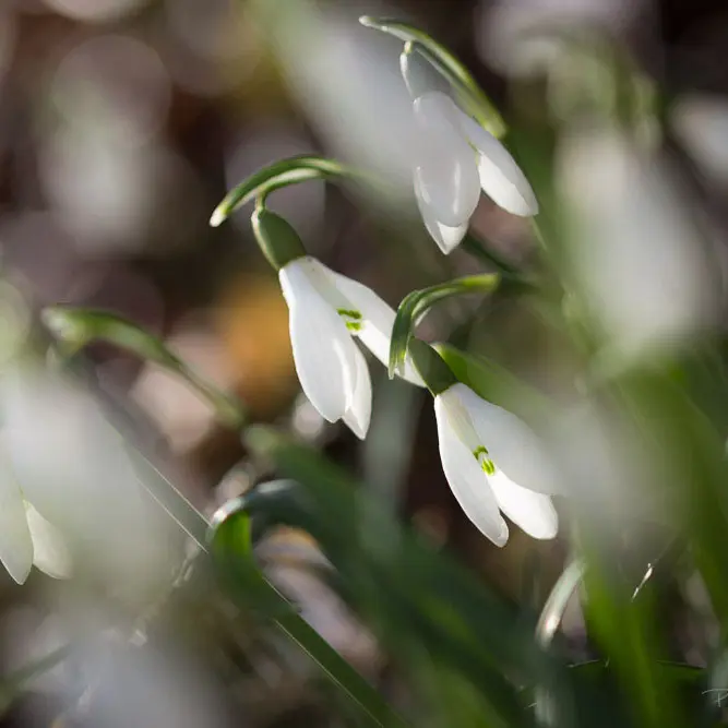 Fleur sur le Causse_2
