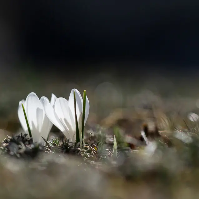 Fleur au bord du Lot_2