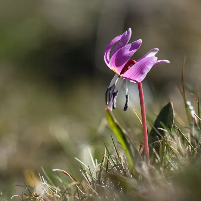 Fleur sur le Causse Méjean_4