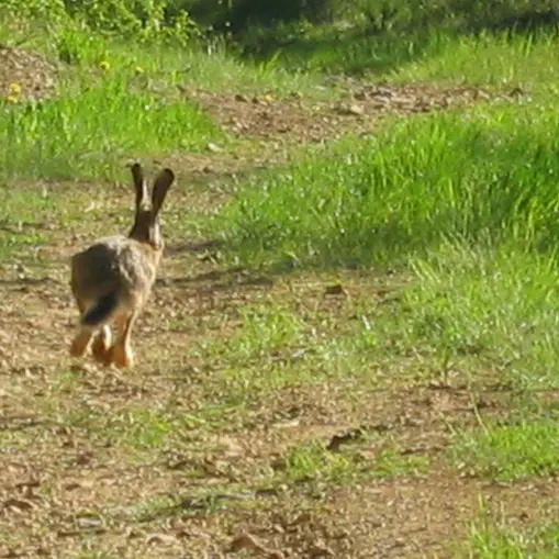 Lièvre sur le Causse_3