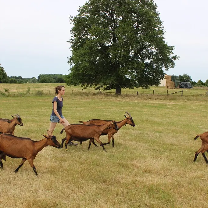 vallee-de-la-sarthe-Meche-Chevres-champs