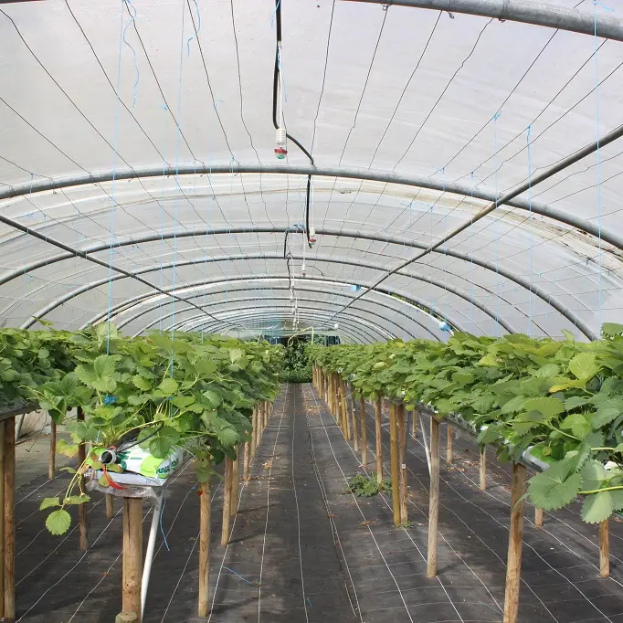vallee-de-la-sarthe-Hode-Serres-Fraises