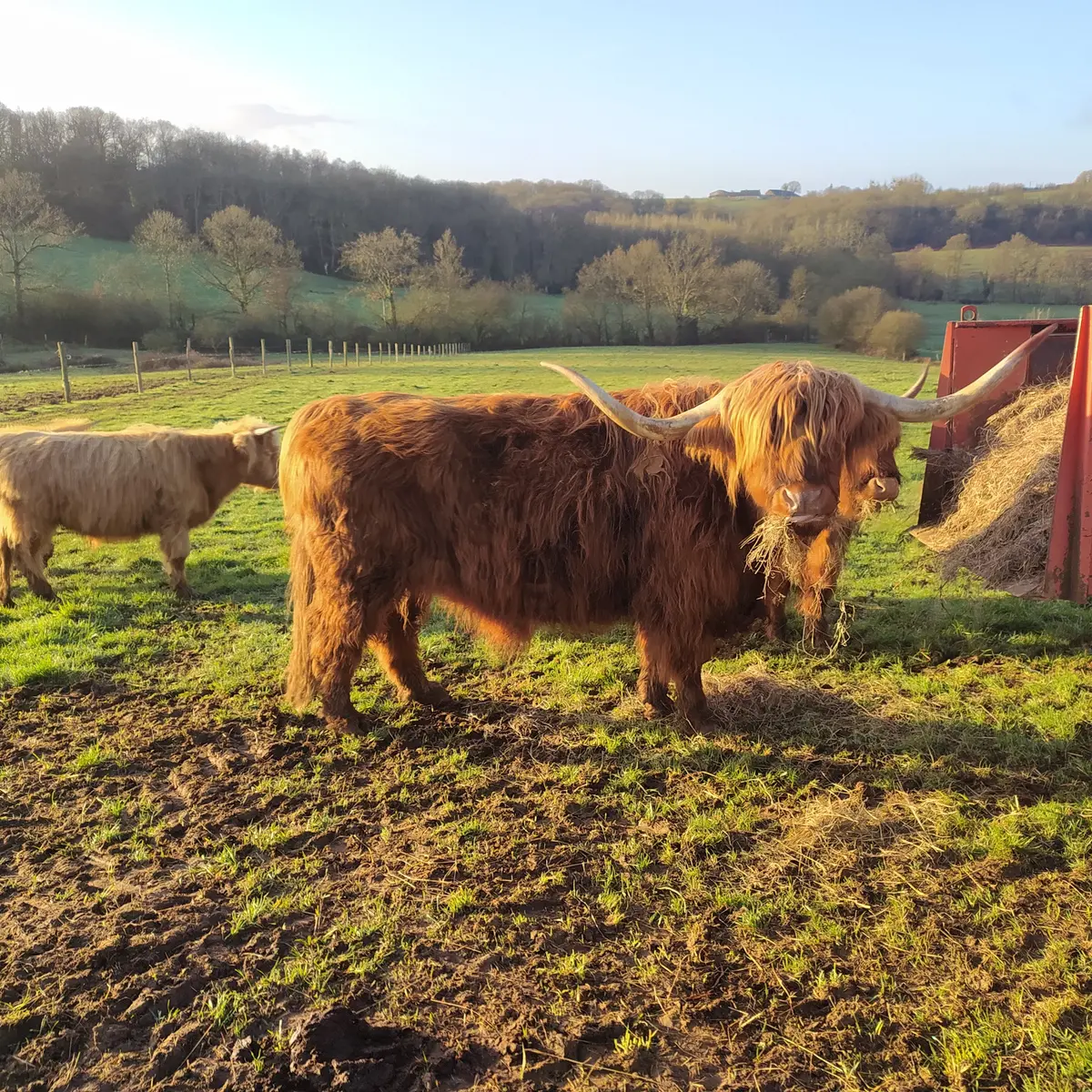 boeuf highland cattle