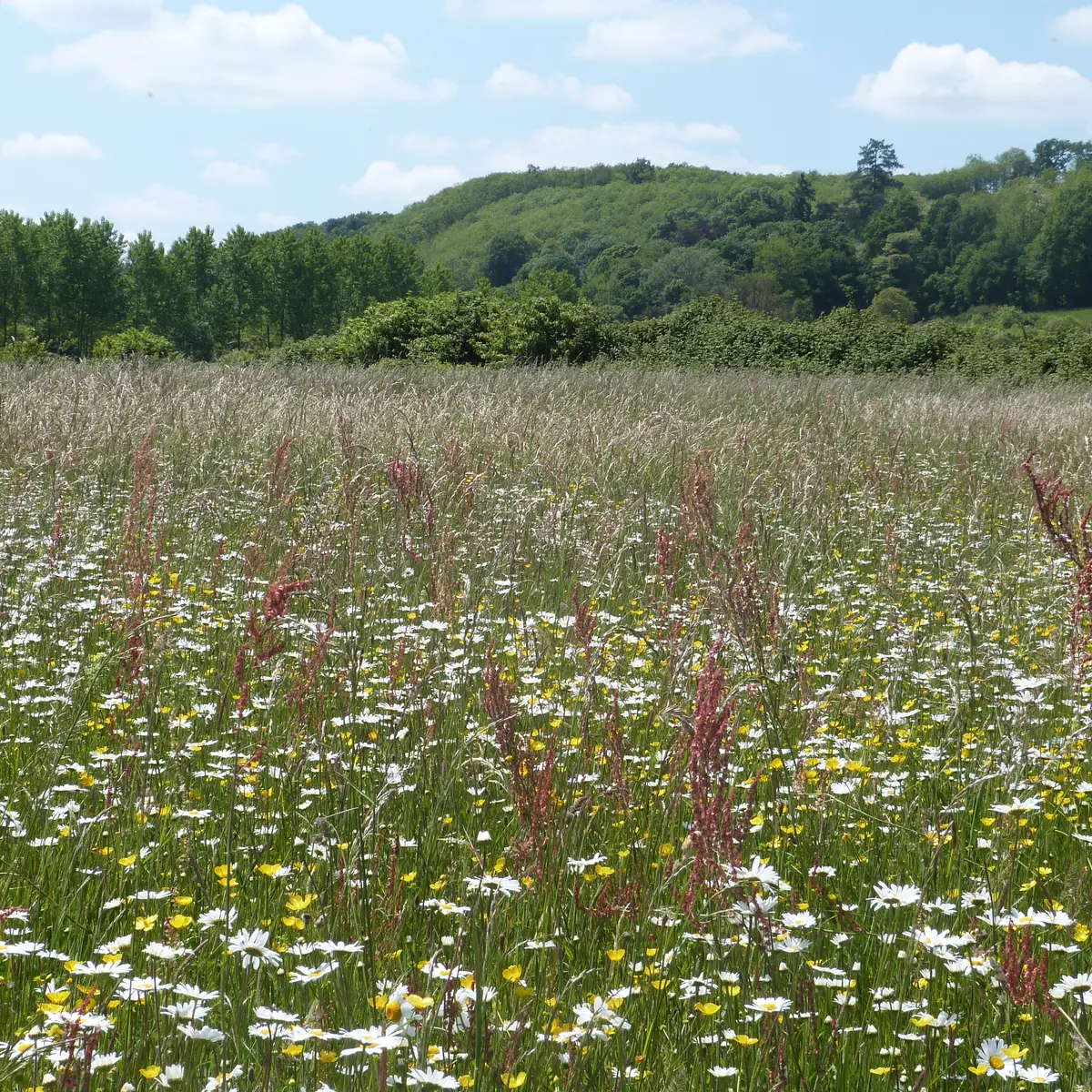 Prairie