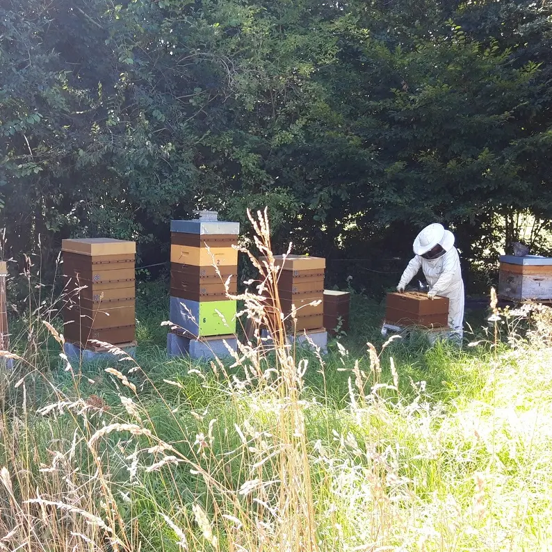 1-LE-RUCHER-DU-CHEFRESNE