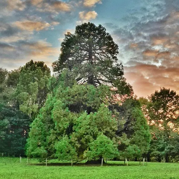 bacilly-parc-du-chateau-de-chantore-5