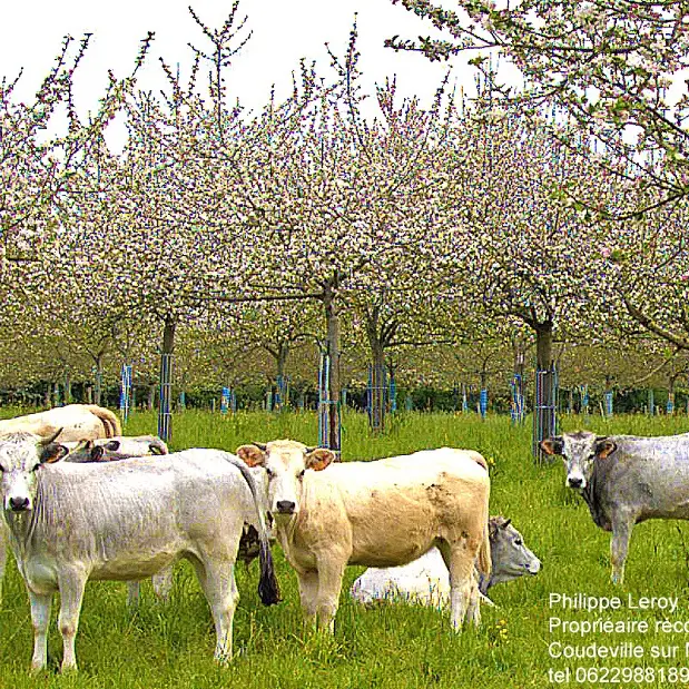 coudeville-sur-mer-domaine-m-le-girard-0