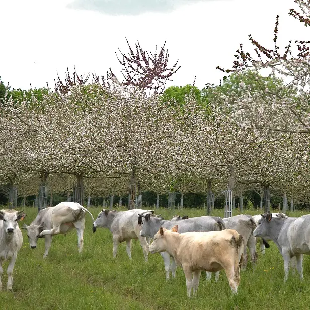 coudeville-sur-mer-domaine-m-le-girard-1