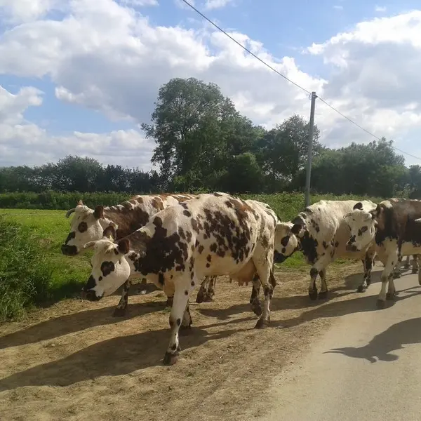 montcuit-fromagerie-la-fremondiere (1)