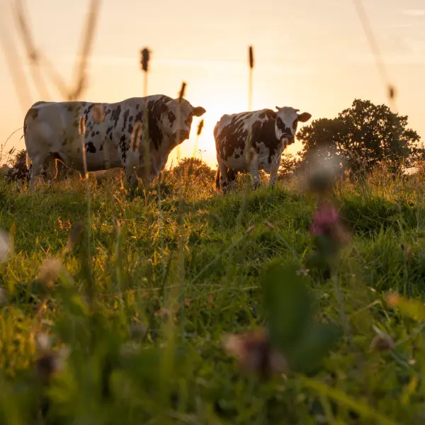 Vaches normandes