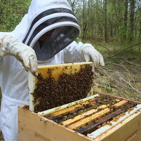 L'Abeille Chercheuse - Lac du Der