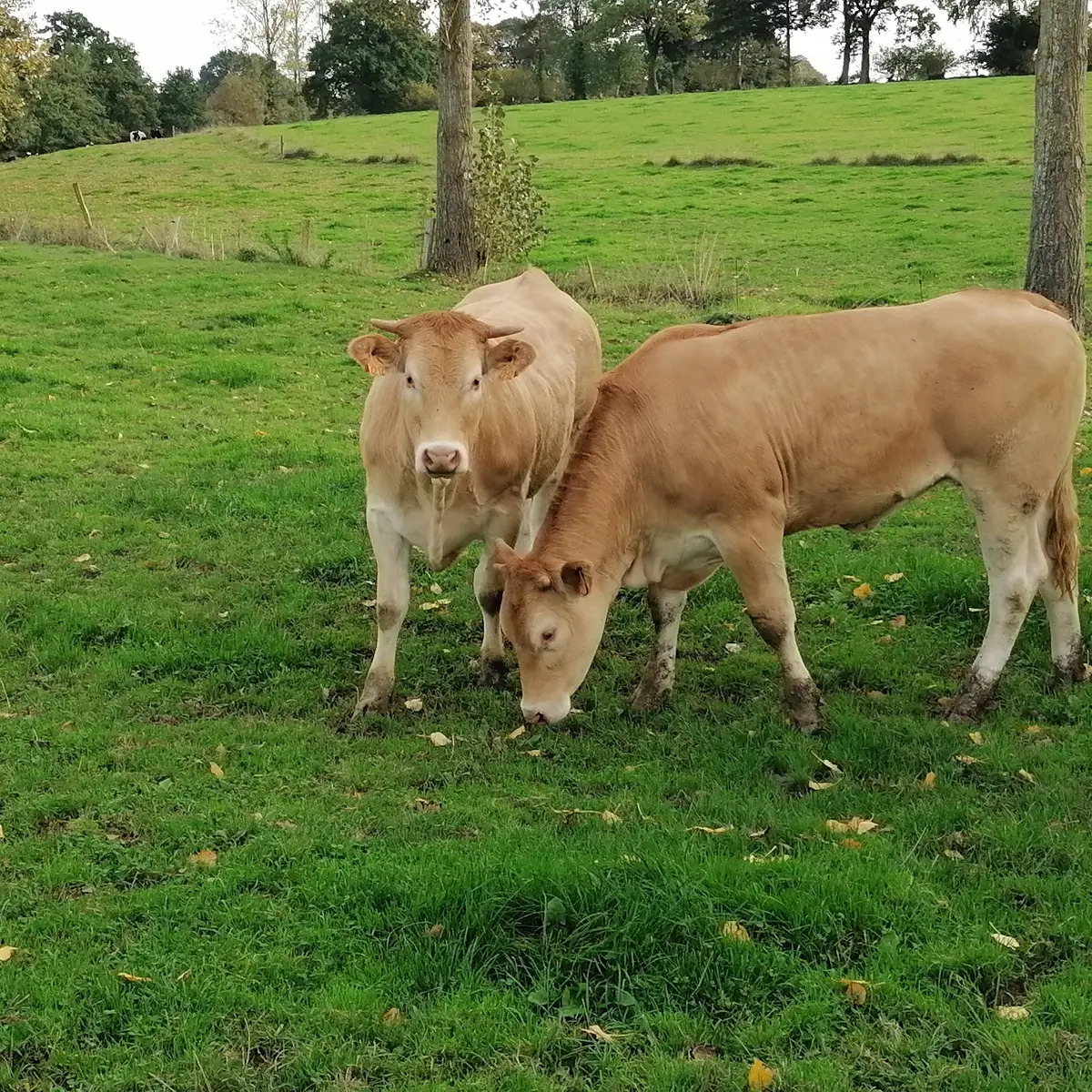 Animaux de la ferme