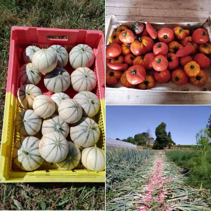 Récoltes melons, tomates et échalotes