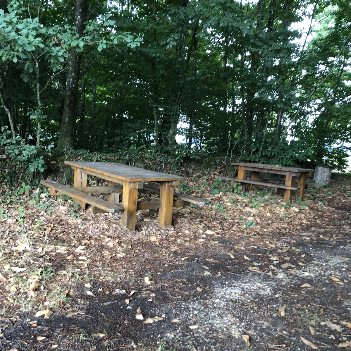 Carelles taillis jeannette 2