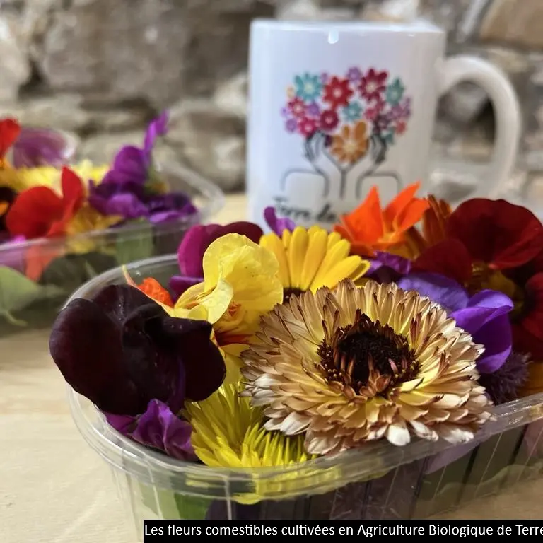 Fleurs comestibles en AB