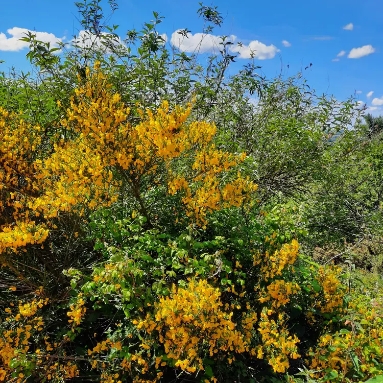©Centre-Morbihan-Communauté_circuit-d-ela-grée-landes-de-lanvaux-gree-plumelec-(5)