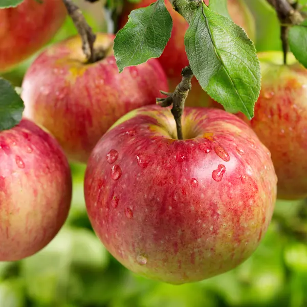 pommes