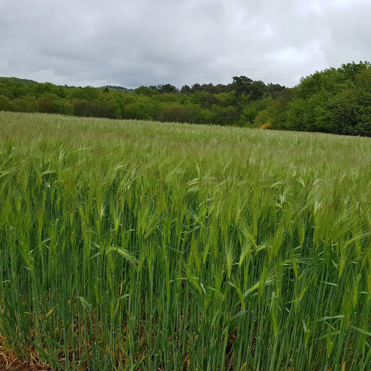 Circuit En Pays Mittau - mai 2021 (14)