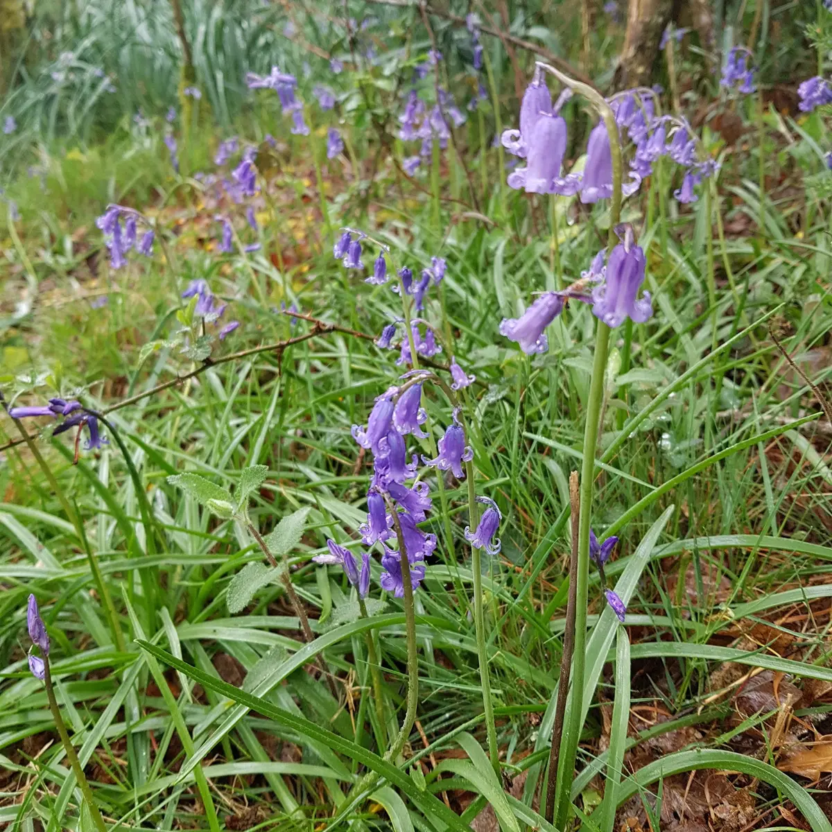 Circuit En Pays Mittau - mai 2021 (10)