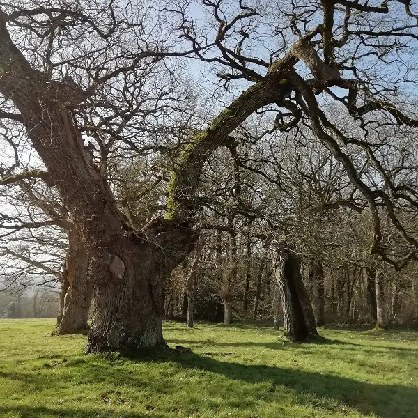 Chênes creux de la Chapelle de Kerméant - Néant sur Yvel