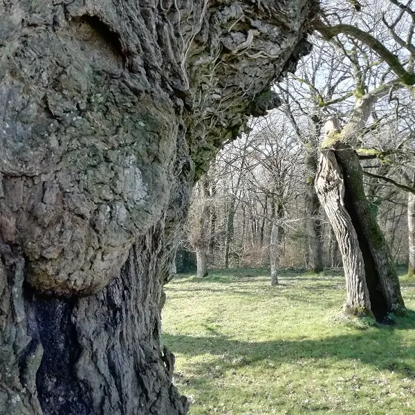 Chênes creux de la Chapelle de Kerméant - Néant sur Yvel