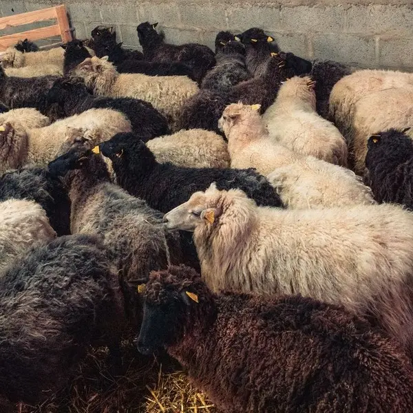 L'ovinière de l'Hêtre - Forges de Lanouée