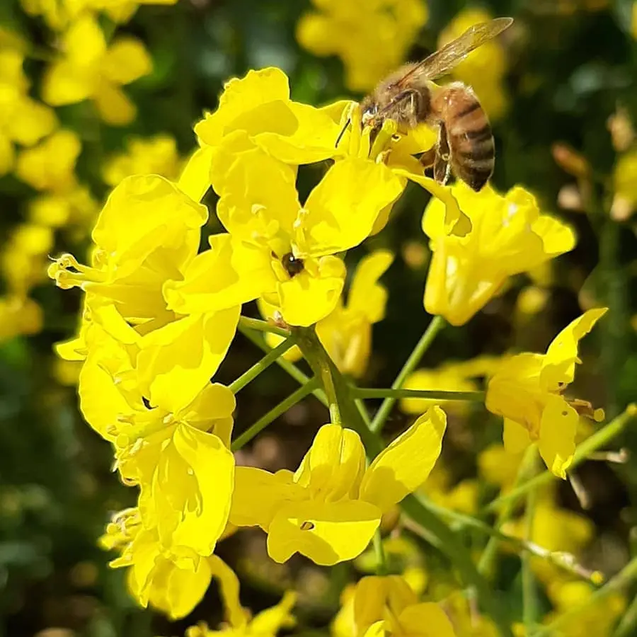 L'abeille de Napoléonville (8)