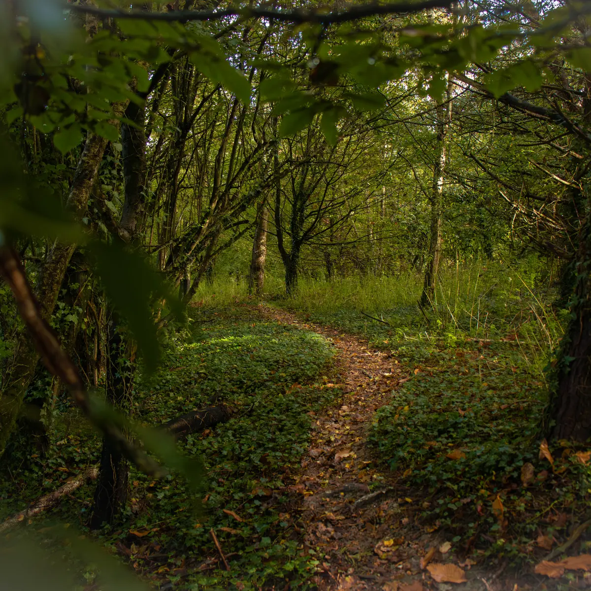 ST-JACUT-LES-PINS - La Butte Des Moulins_madoline bauthamy (48)